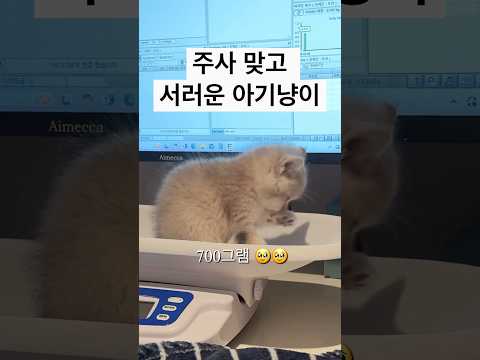 예방접종 주사 맞고 서러운 아기고양이 반응