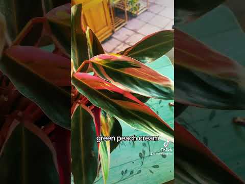 , title : 'Stromanthe Triostar care tips and description. Colorful and easy houseplant for beginners'