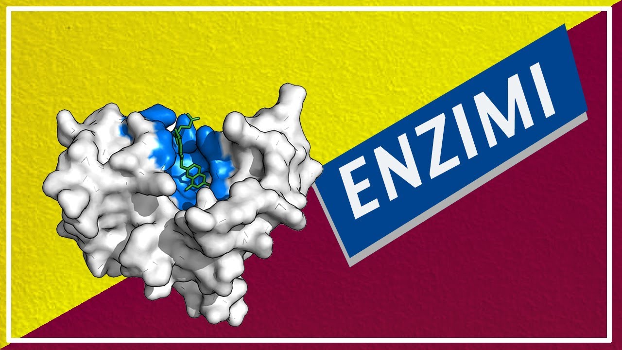 Catalizzatori Biologici: gli ENZIMI | Pillole di Scienza