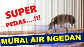 Download lagu Lebih PEDAS dari CUNGKOK dan KAPAS TEMBAK, Murai AIR Nembak Panjang sampe teler mp3 Download lagu Lebih PEDAS dari CUNGKOK dan KAPAS TEMBAK, Murai AIR Nembak Panjang sampe teler mp3