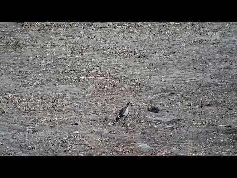 Djuma: Blacksmith Lapwing parent and chick - 06:37 - 07/27/19