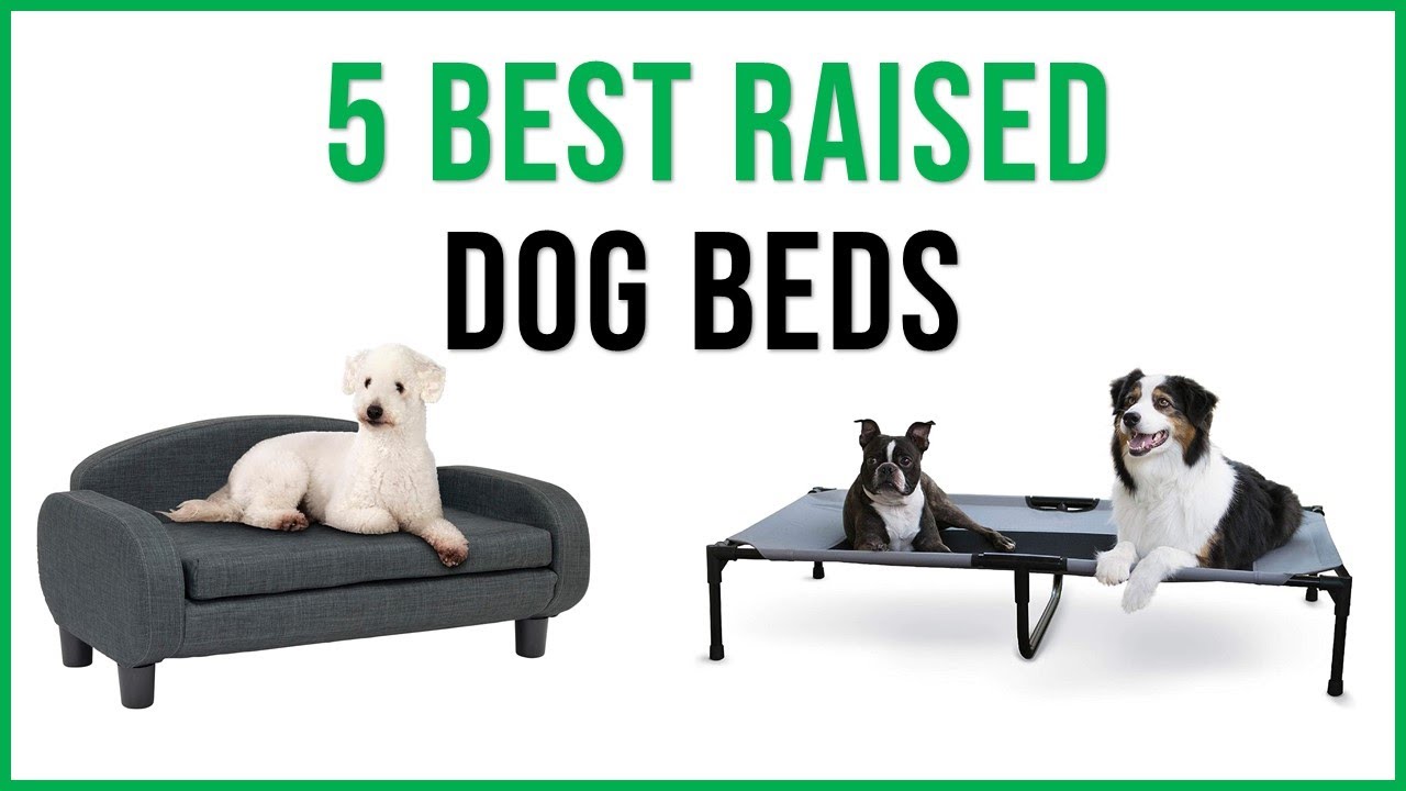 ✅Best Raised Dog Beds 2023 | Top 5 Raised Dog Beds Review