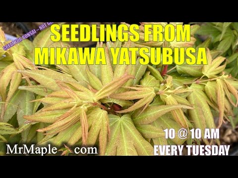 29 marzo 2022, martedì 10 nuovi alberi alle 10:00 (EST)