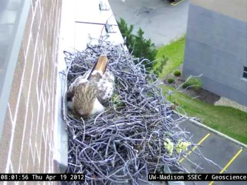 2012 April 19 - First hawk egg hatching