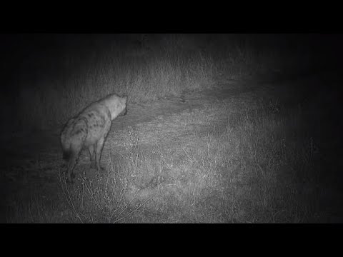 Djuma: Lone Hyena (known as Corky) - 23:55 - 06/21/20