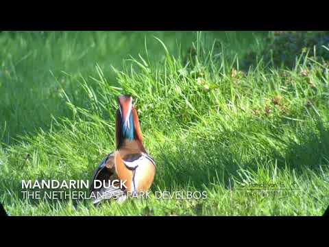 , title : 'Mandarin Duck | Mandarijn Eend'