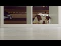 nello | "The Roches - Damned Old Dog"