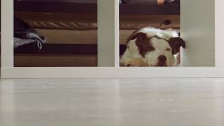 nello | &quot;The Roches - Damned Old Dog&quot;