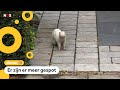 Nerts doodt een kip en bijt de eigenaar