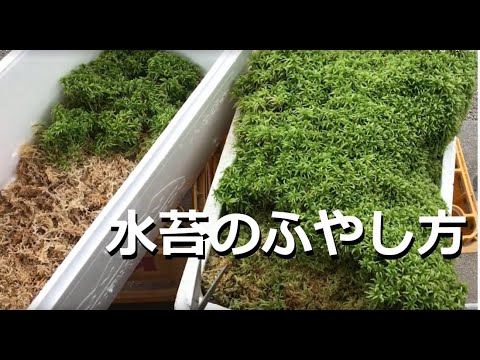 ミズゴケの育て方と目的は？なぜ持続可能な代替品を選ぶのでしょうか?  庭園