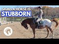 SIGNS A HORSE IS STUBBORN (& How To Fix It)