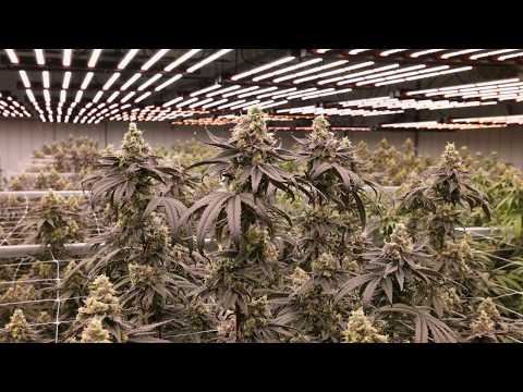 Wojo Tour: Exclusive Access To A Premier Cannabis Facility