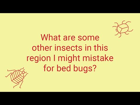 What Bugs Look Like Bed Bugs?