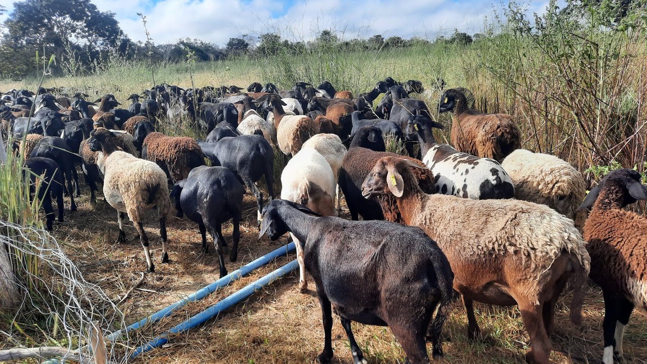 como é tratar de um grande rebanho de ovelhas tudo em um vídeo só para quem quer criar