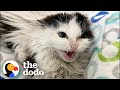 Giving A Hissing Feral Kitten A Bath And This Happens... | The Dodo Faith = Restored