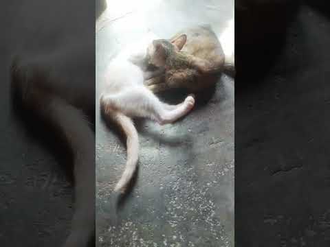 My Home Cat #cats #youtubeshorts