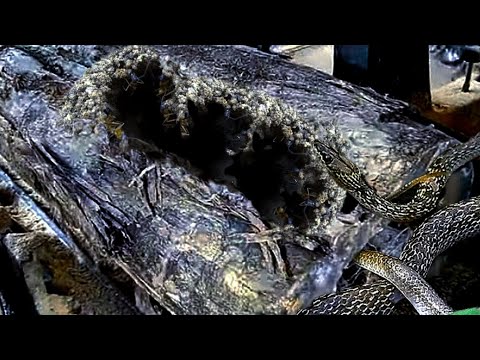 Hollow Wood Infested with Venomous Snakes in a Sawmill