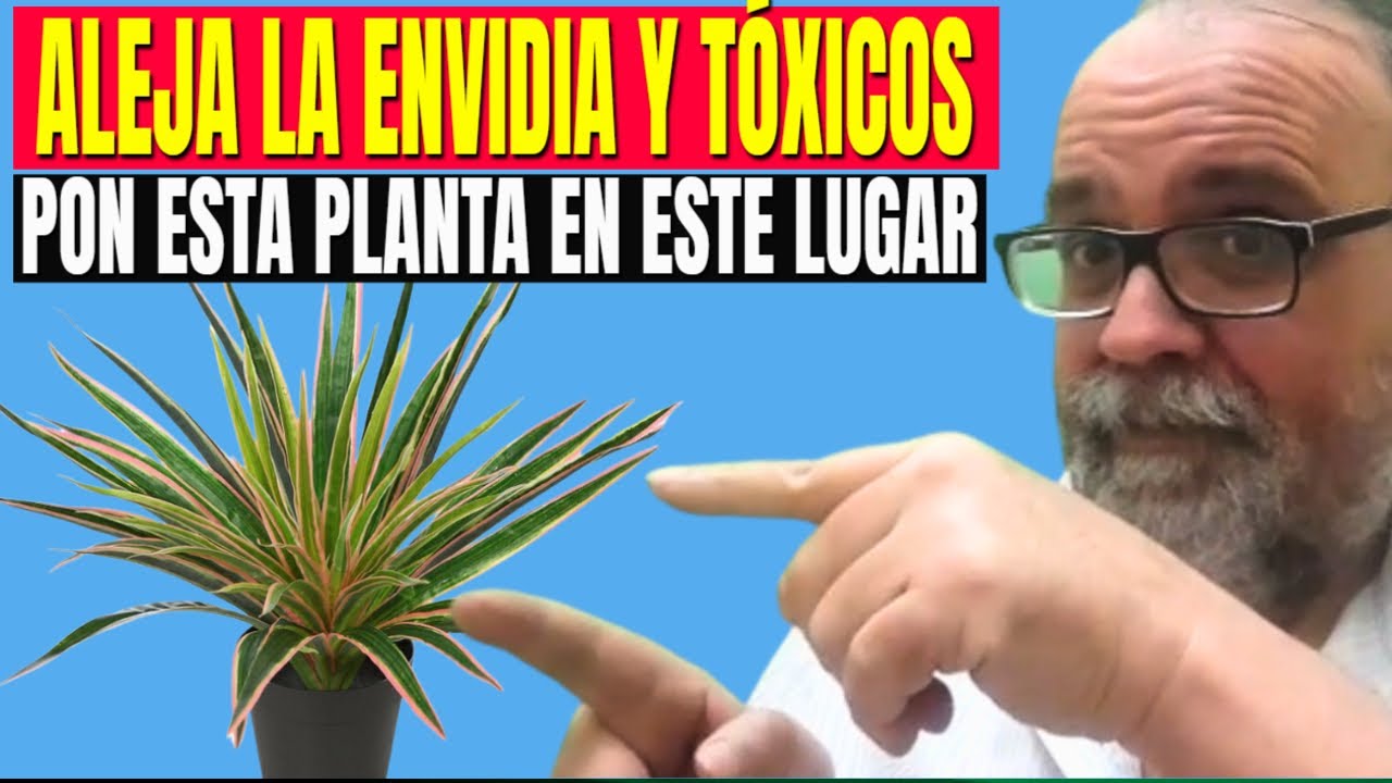 🌿✨ 5 Plantas Que Alejan La Envidia Y Energías Negativas