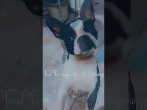 #contenido#hermoso#pets #animallovers #ternuraanimal #bostonterrierlove #youtubeshorts 🐶❣️