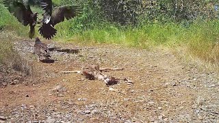 Turkey vultures fight over a young deer and pick it clean