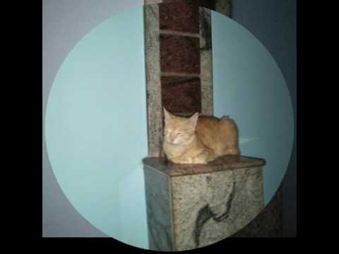 My sweet cat RAJAHULI