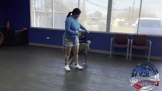 Lucifer's Owners Reunion | Weimaraner Pitbull Mix