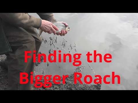 Finding the Bigger Roach