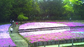 【トイデジ】羊山公園 芝桜の丘【デジタルハリネズミ】#Japan #photography #ToyCamera