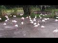 Flamingos At Disney S Animal Kingdom Resort At Disney World Enjoying Christmas Music DEC 11 2024