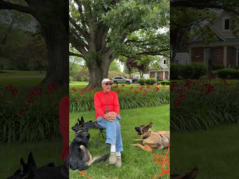 Tristan Gibson Dog Training video.
