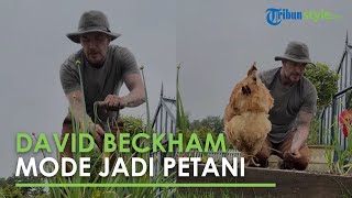 Lama Pensiun Jadi Pemain Bola, David Beckham Pilih Bertani dan Beternak, Momen Panen Bawang Viral