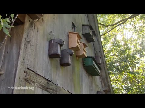 NDR Mein Nachmittag – Der richtige Platz für Nistkästen