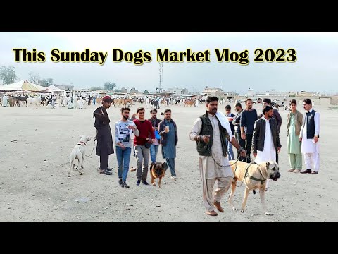 Video par2 last Sunday kohat mandi vlog  | Mubashir info | outclass video