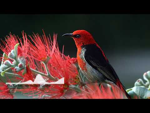 Muaj Peev Xwm - Hais Tsis Tau Ib Los Qhia Koj