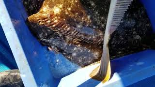 ヴィラ大王丸　伊勢志摩　釣り船　シーズン初日のヒラメです！