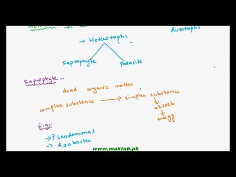 FSc Biology Book1, CH 6, LEC 6: Mode of Nutrition and Respiration in Bacteria