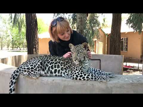 In love with a beautiful young Leopard