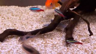 La forza del Gambero d’acqua dolce