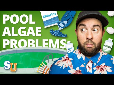 How to Stop ALGAE in Your POOL From Returning