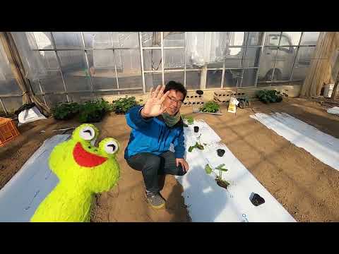 ズッキーニの鉢植えを始めるのに最適な時期はいつですか?  庭園