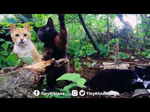 Feral cats frolicking in the Happy Forest