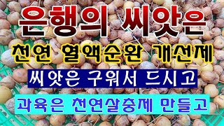 [텃밭농부. 1,241]  은행씨앗은 천연징코민. 과육은 천연살충제로 만들기 #천연농약 #은행