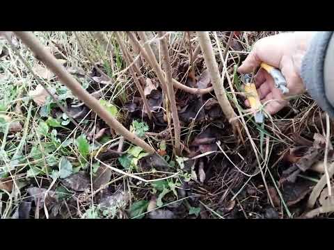 Zimska rezidba aronije u malim porodičnim zasadima