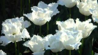 Download lagu Noor Jahan - (Ghazal) - Hamari Sanson Mein Aaj Tak Woh NADIR CHANDIA.SHAN..flv mp3 Download lagu Noor Jahan - (Ghazal) - Hamari Sanson Mein Aaj Tak Woh NADIR CHANDIA.SHAN..flv mp3