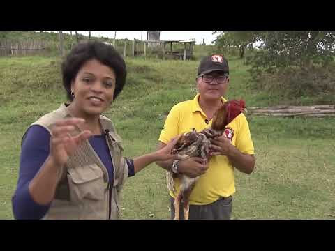 Matéria sobre índio Gigante em Araçás - BA