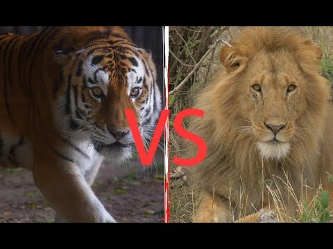 Barbary Lion Vs Siberian Tiger