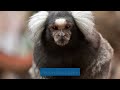 Common Marmoset Monkey Facts and Information