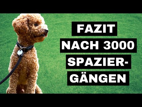 GASSI ERSTAUSSTATTUNG HUND - Welches Hundezubehör & -routine hat sich nach 2 Jahren bewehrt?