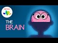 What is a Brain? 🧠 StoryBots: The Human Body for Kids | Netflix Jr