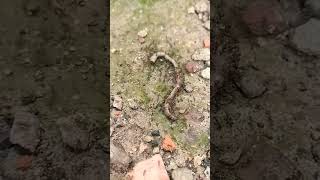 Download lagu worms eaten by ants 🐜 #funny #shorts mp3